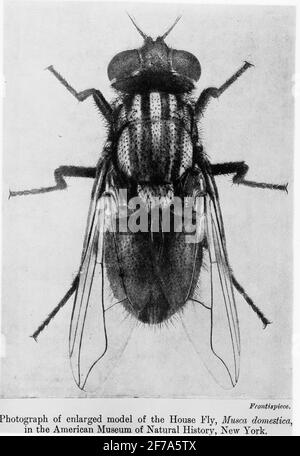 House Fly Dissection House fly (Musca domestica), mouthparts of a house fly (dark field, and ...