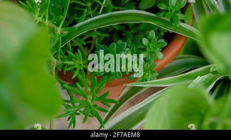 Close view of a small aeonium arboreum succulent plant in a pot. Surrounded by other green plants