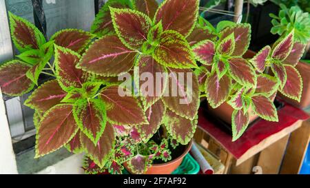 Close view of a colorful coelus plant in a pot Stock Photo