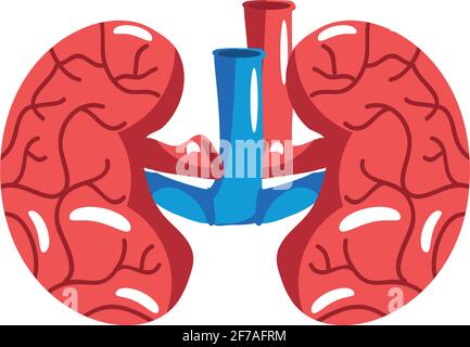 human kidneys organs Stock Vector