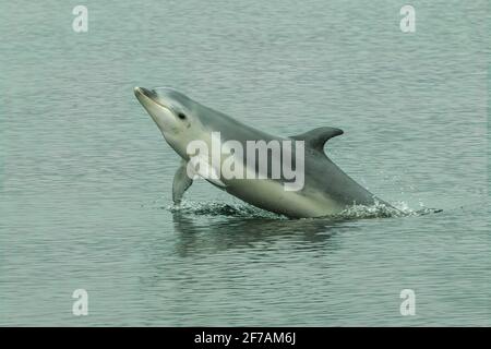 Bottlenose Dolphin, Tursiops truncates, Doubtful Sound