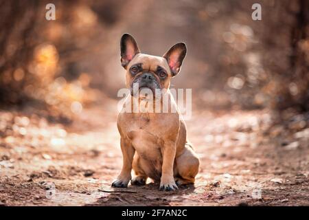 Small fawn French Bulldog dog sitting in forest with beautiful orange light Stock Photo