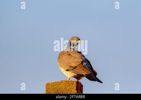 Pigeon on a roof against the sky looking back Stock Photo