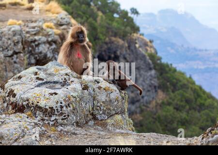 baby of endemic animal Gelada monkey on rock, endangered Theropithecus gelada, in Ethiopian natural habitat Simien Mountains, Africa Ethiopia wildlife Stock Photo