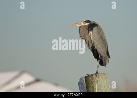 Great Blue Heron (Ardea herodias) perched on a piling in Long Island, New York Stock Photo