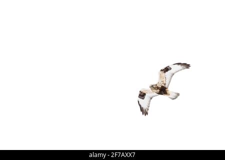 Rough-legged Hawk (Buteo lagopus) in flight, Long Island, New York Stock Photo