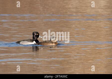 Ring-necked Ducks (Aythya collaris) on a lake in Long Island, New York Stock Photo