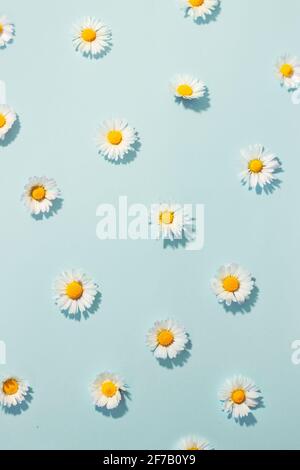 Small daisy flowers on blue background; minimal spring background Stock Photo
