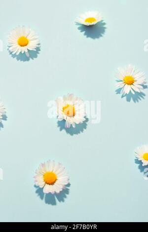 Small daisy flowers on blue background; minimal spring background Stock Photo