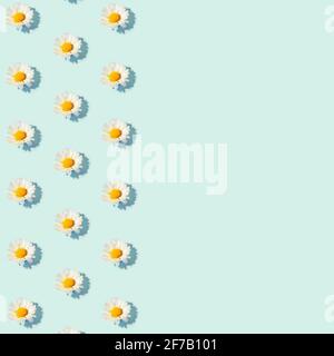 Creative pattern layout, small daisy flowers on blue background; minimal spring background with copy space Stock Photo