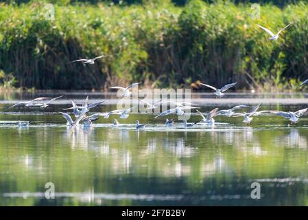 a flock of river gulls flies over the water. Stock Photo