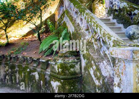 Wet mossy stone closeup photo. Wet tropical climate stone wall with green plants. Mosson stonewall. Old wall texture with rocks and foliage. Natural g Stock Photo