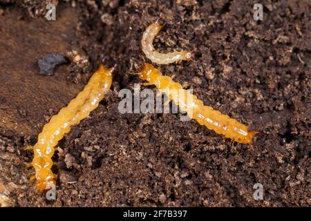 Scarce cardinal beetle larva (Schizotus pectinicornis) Stock Photo