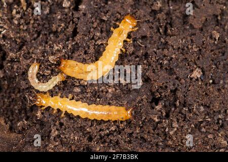 Scarce cardinal beetle larva (Schizotus pectinicornis) Stock Photo