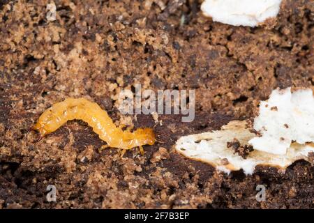 Scarce cardinal beetle larva (Schizotus pectinicornis) Stock Photo