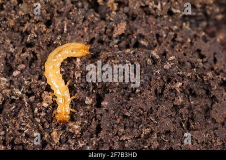 Scarce cardinal beetle larva (Schizotus pectinicornis) Stock Photo