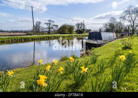 Pretty yellow daffodils in full bloom next to a narrow boat the Leeds Liverpool Canal near Burscough, Lancashire in April 2021. Stock Photo