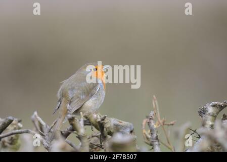 European Robin (Erithacus rubecula) Stock Photo