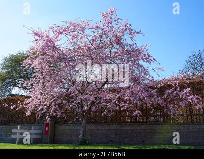 pink and white cherry blossom tree (Prunus serrulata) in spring under a deep blue sky Stock Photo