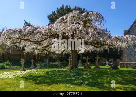 pink and white blossom fills the flattened branches of an aged sculptured tree in a village church grounds Stock Photo