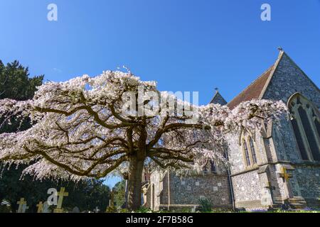 pink and white blossom fills the flattened branches of an aged sculptured tree in a village church grounds Stock Photo