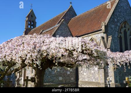 pink and white blossom fills the flattened branches of an aged sculptured tree in a village church grounds Stock Photo