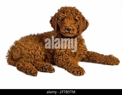 Beautiful furry Labradoodle puppy lying and looking at camera isolated on white background Stock Photo
