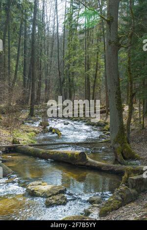 Forest and river with fallen trunks of trees in spring, vertical Stock Photo