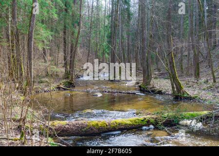Forest and river with fallen trunks of trees in spring Stock Photo