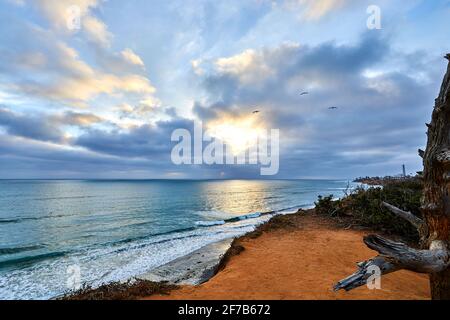 Dusk from cliffs overlooking carlsbad california beach with dead torrey pine tree Stock Photo