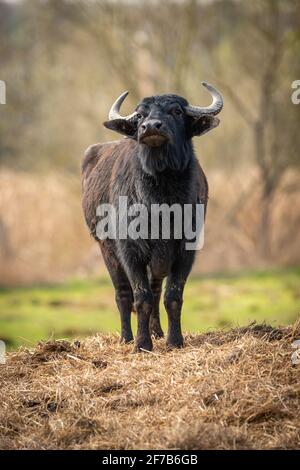 Portrait of a young black bull with its head raised on straw against a blurred background Stock Photo