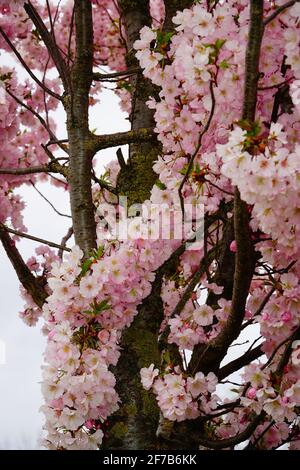 Spring time in Vienna - cherry bloom in Austrian parks Stock Photo