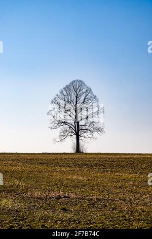 Solitary tree in the middle of a harvested field in winter in Ore Montains. Stock Photo