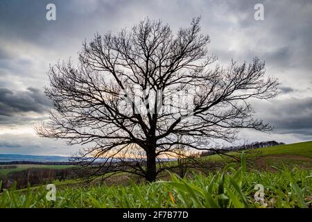 Solitary tree in the middle of a field in winter in Saxon Switzerland at sunset. Stock Photo