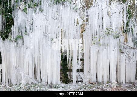 Big tree icicles hanging down to the ground in winter in Norfolk England Stock Photo