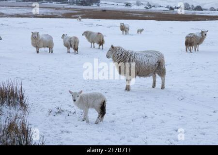 Near Tynygraig, Ceredigion, Wales, UK. 06th April 2021 UK Weather: Ewes lucky to still have their warm coats on this morning, as Ceredigion in mid Wales gets a white covering of snow near Tynygraig. © Ian Jones/Alamy Live News Stock Photo