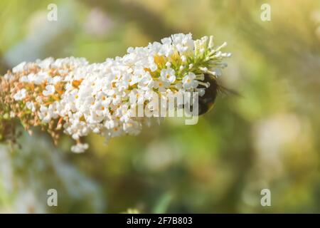 Bumblebee on the white flowers of David's Buddleia. Summer natural atmospheric background. The striped insect collects nectar from the flowers of Budd Stock Photo