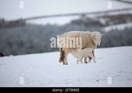 Near Tynygraig, Ceredigion, Wales, UK. 06th April 2021 UK Weather: Ewes lucky to still have their warm coats on this morning, as Ceredigion in mid Wales gets a white covering of snow near Tynygraig. © Ian Jones/Alamy Live News Stock Photo