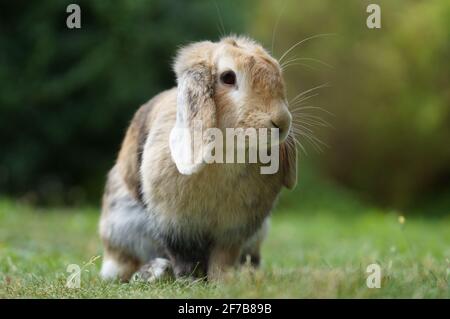 lop eared dwarf ram rabbit sitting on meadow Stock Photo