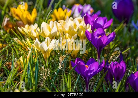 Colorful spring crocuses (Crocus vernus), growing in a meadow with others at the famous Drebach Krokuswiesen. Stock Photo