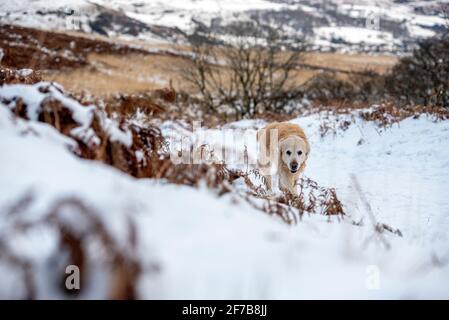 Rhondda Valley, Wales, UK. 6th April 2021 UK Weather: A Golden Retriever takes a walk through the mountains as the snow falls in the Rhondda Valley in South Wales. Andrew Dowling/Alamy Live News Stock Photo