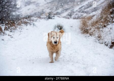 Rhondda Valley, Wales, UK. 6th April 2021 UK Weather: A Golden Retriever takes a walk through the mountains as the snow falls in the Rhondda Valley in South Wales. Andrew Dowling/Alamy Live News Stock Photo