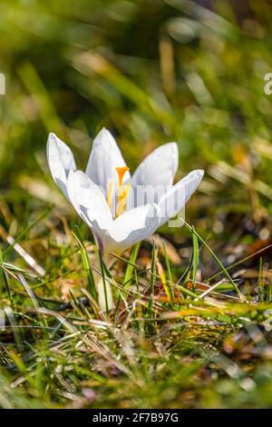 Close-up of a white spring crocus (Crocus vernus), growing in a meadow with others at the famous Drebach Krokuswiesen. Stock Photo