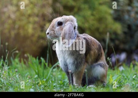 lop eared dwarf ram rabbit sitting on meadow in attentive position Stock Photo