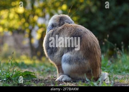 lop rabbit from behind sitting in field Stock Photo