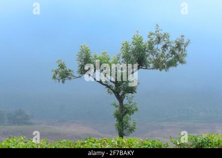 valparai to pollachi road Stock Photo