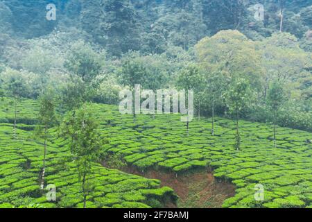 valparai to pollachi road Stock Photo