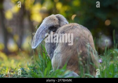 lop rabbit from behind sitting on meadow Stock Photo