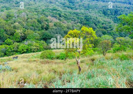 valparai to pollachi road Stock Photo