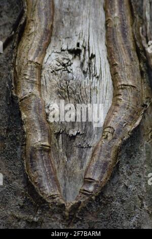 Split Trunk Stock Photo